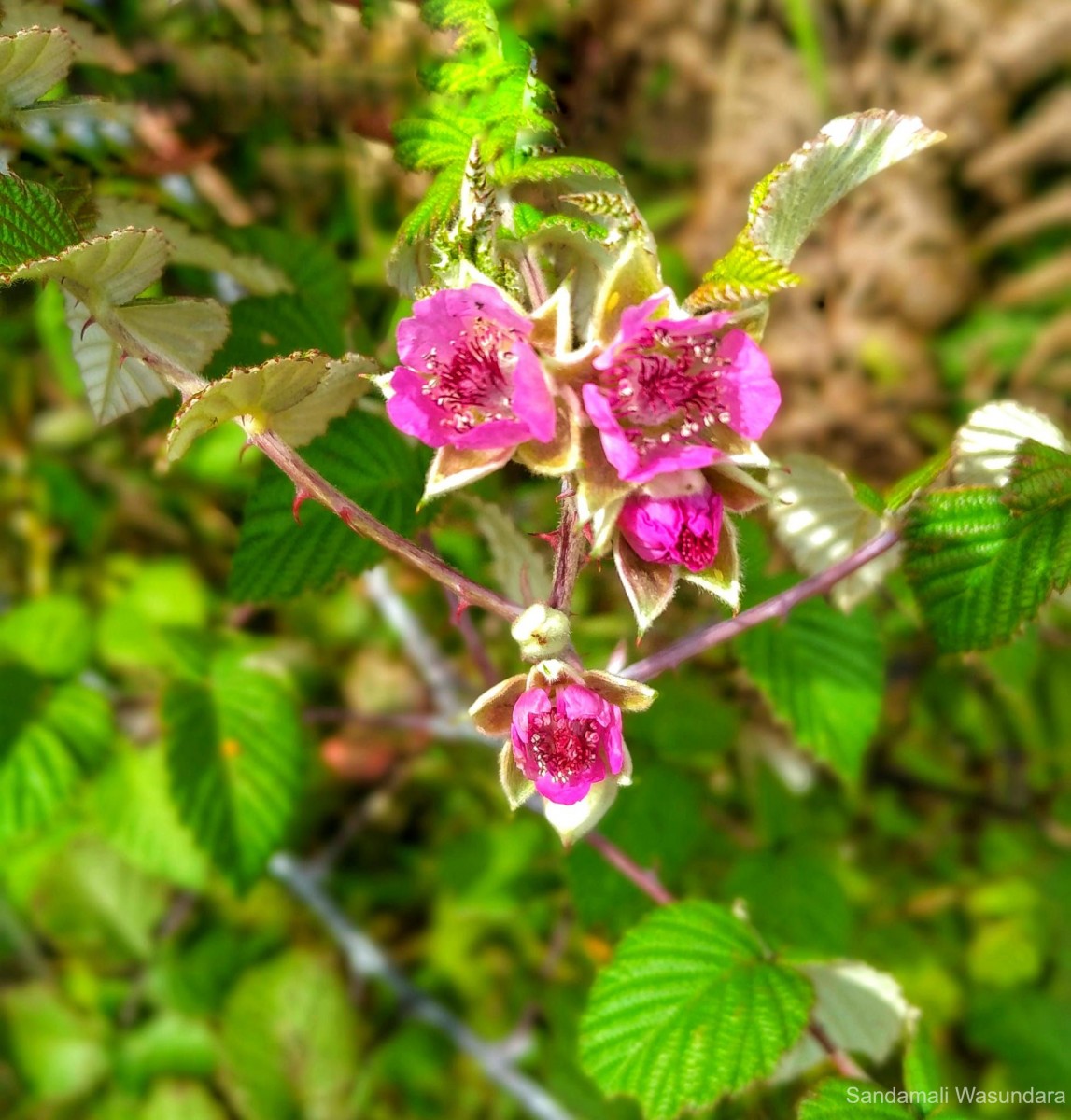 Rubus leucocarpus Arn.